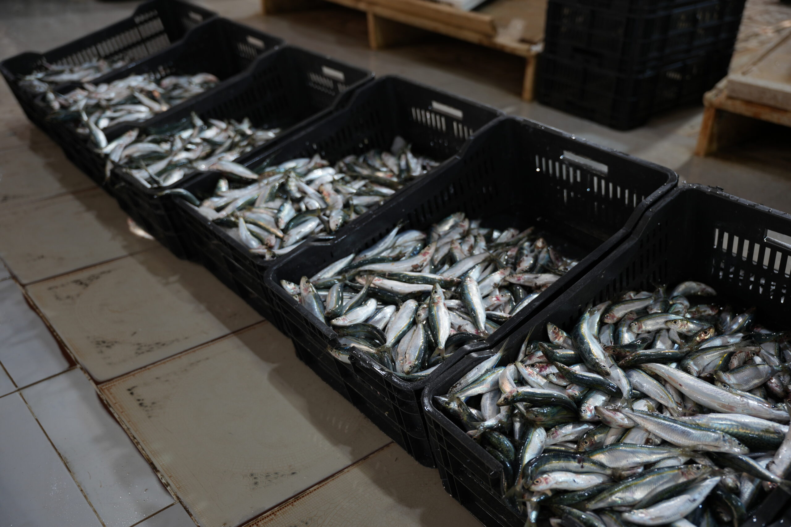 Fish catch in the port of Tripoli, Libya. Photo: Islam Alatrash
