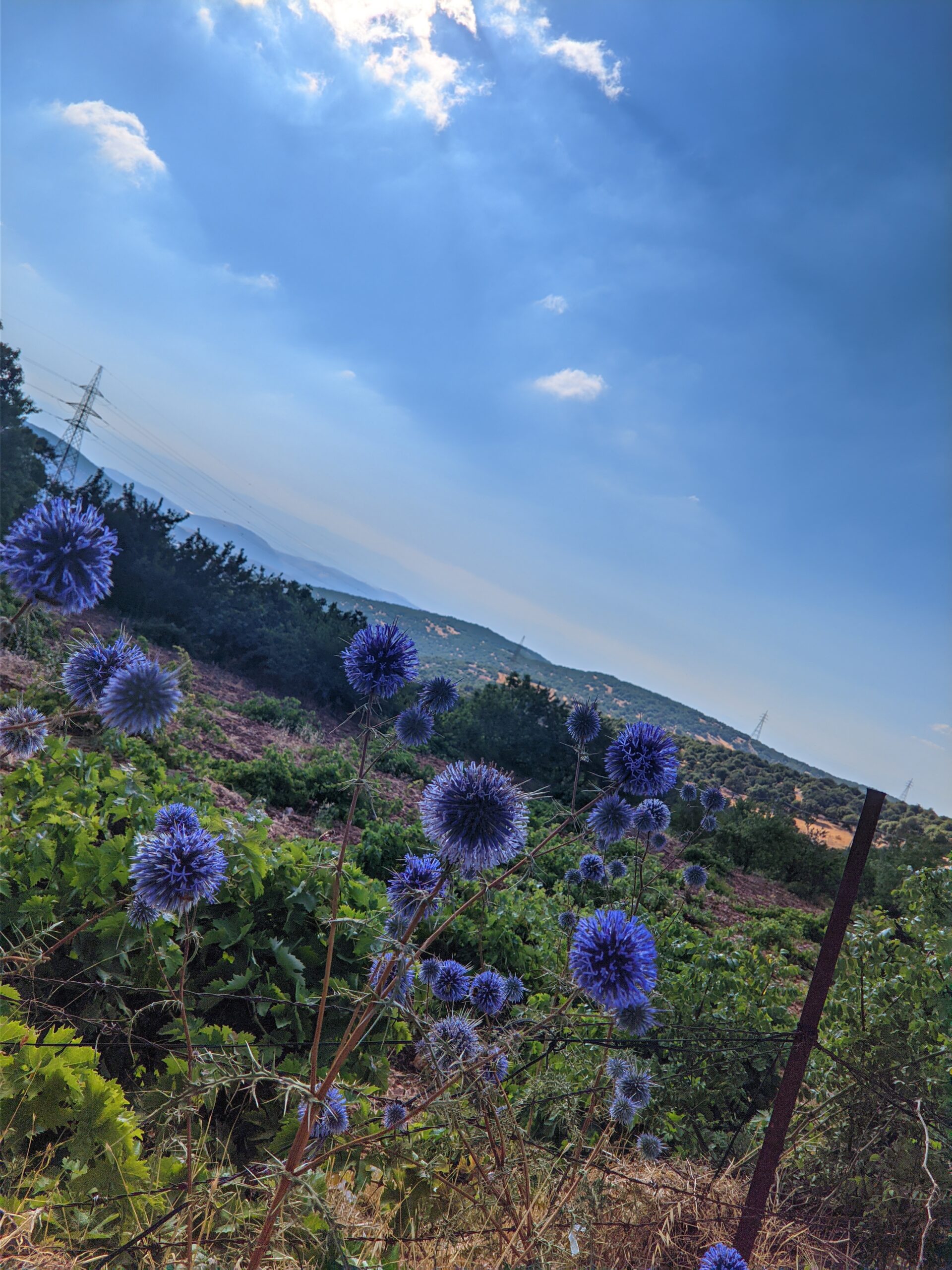 Ajloun Forests Jordan_photo Taha Al-Hayali Wikicommons