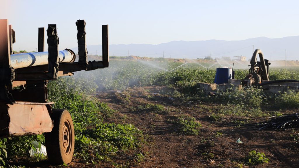 Sprinkler irrigation use in a potato field in Bekaa - Lebanon Photo credit Lien Arits - IWMI