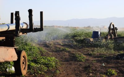Sprinkler irrigation use in a potato field in Bekaa - Lebanon Photo credit Lien Arits - IWMI